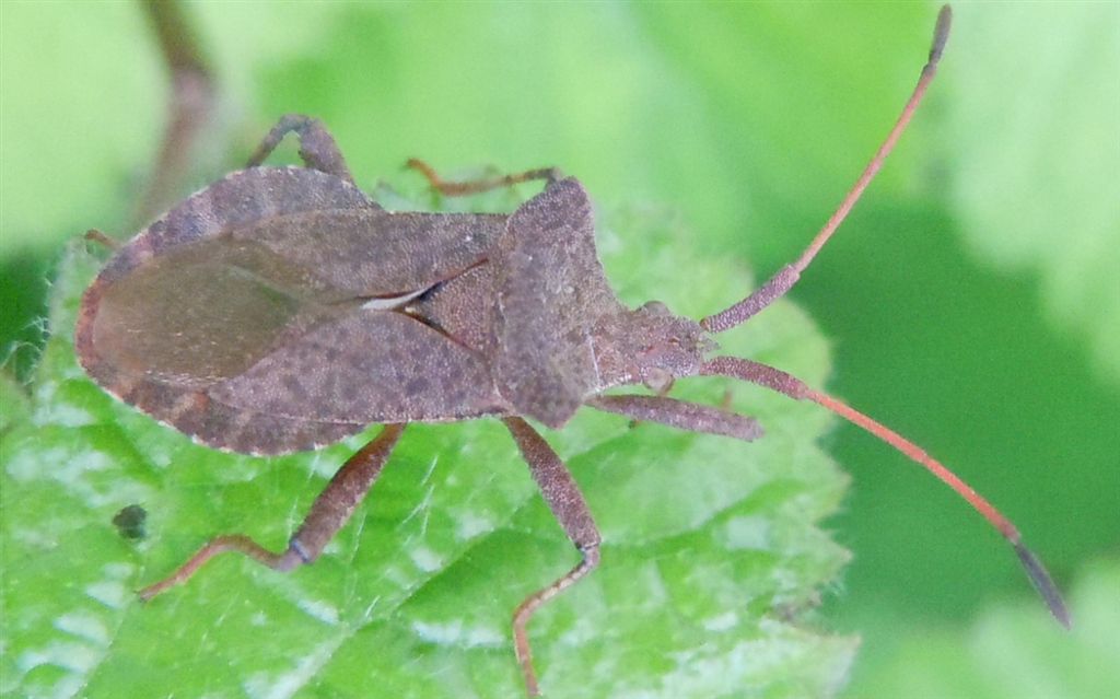 Ninfa di Coreus marginatus? S